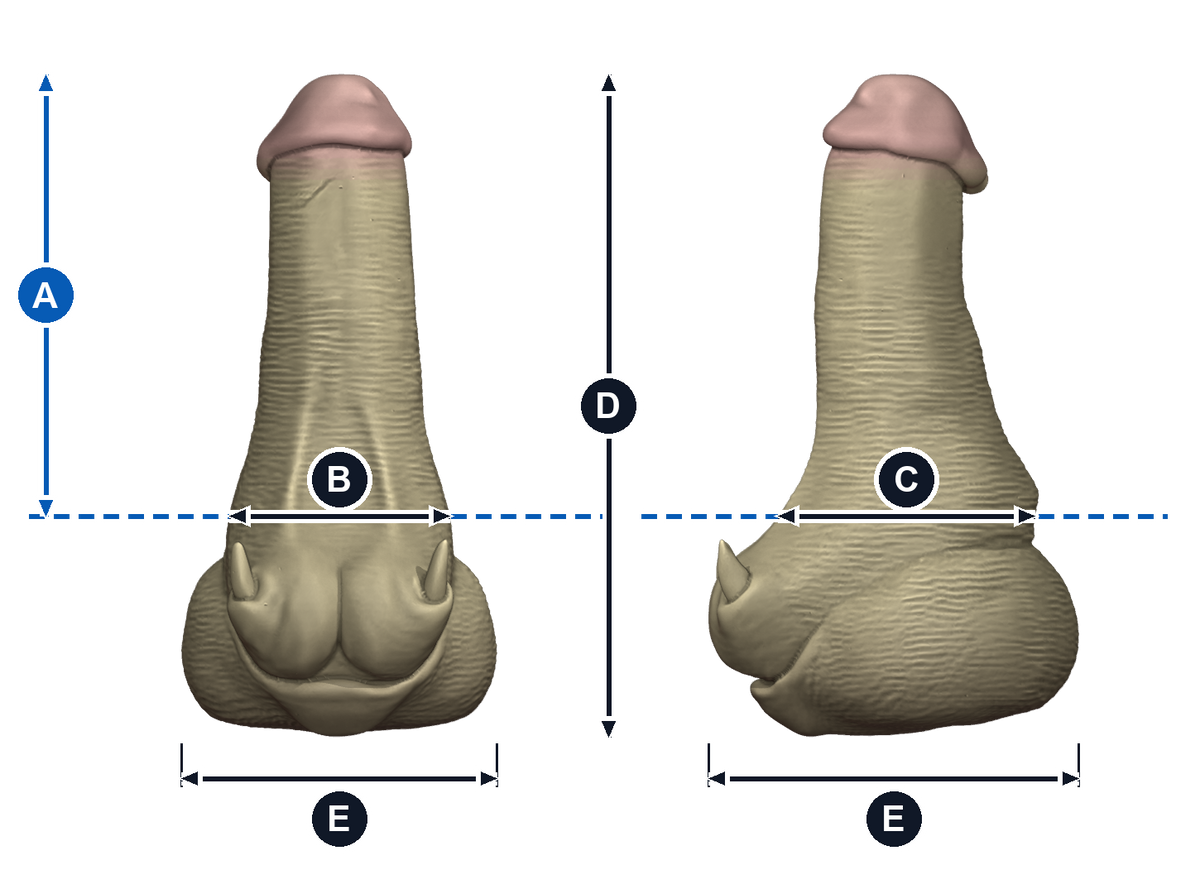 Ira de Gorgash · A: longitud insertable desde la línea azul; B: ancho de frente; C: grosor de perfil; D: altura total; E: base, ancho y fondo. Esquema ilustrativo de talla grande; valores en la tabla de cada talla.